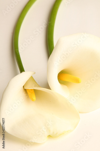 Fototapeta Naklejka Na Ścianę i Meble -  lirio