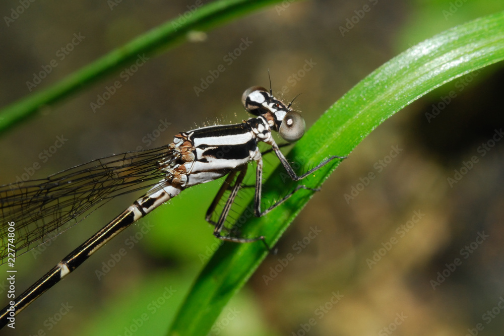 Skimming bluet - (Enallagma germinatum) Skimming bluet - (Enallagma germinatum)