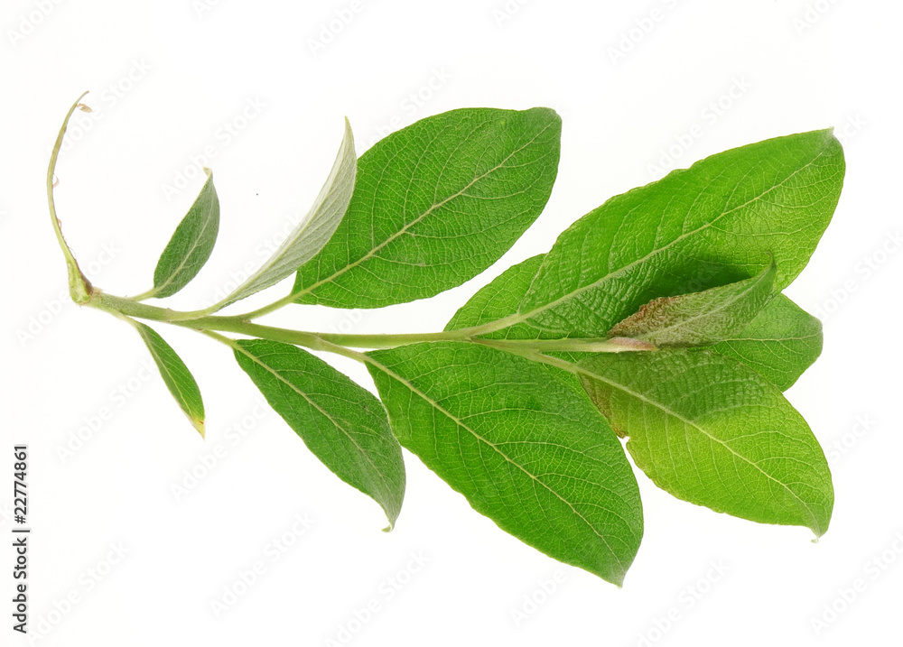 green twig green twig