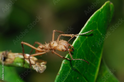 Hormiga arriera - (Atta y Acromyrmex) © luigipinna