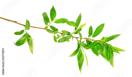 willow twig with spring leaves isolated