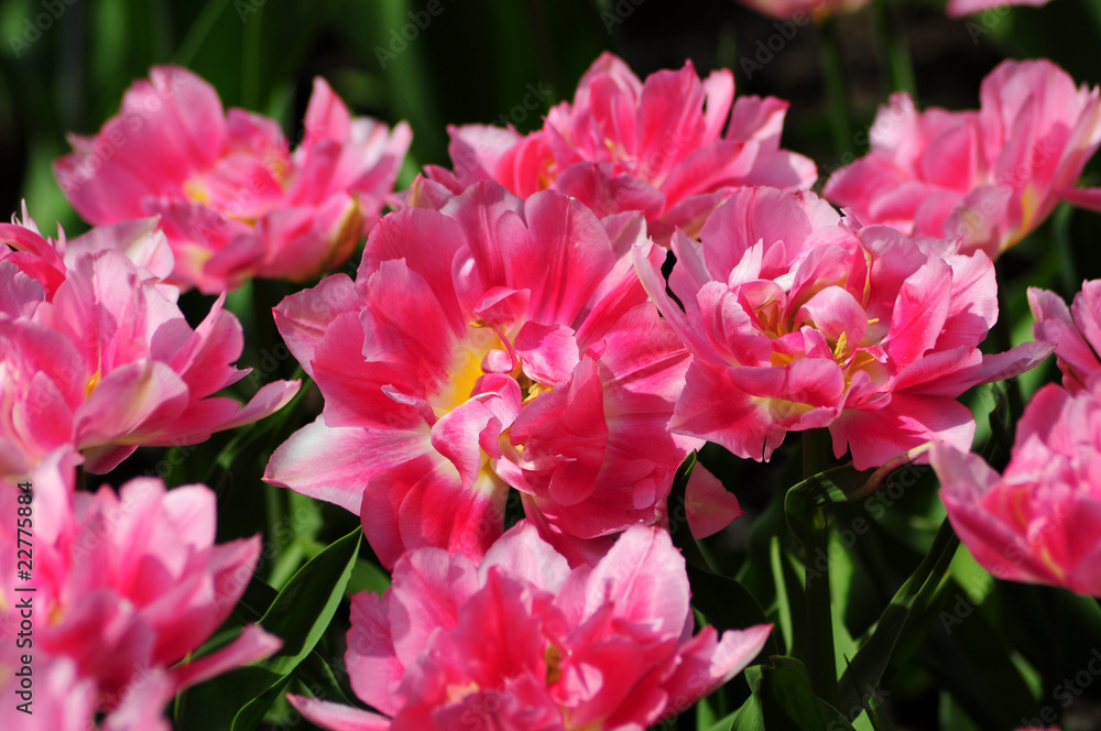 Tulpen Tulpen