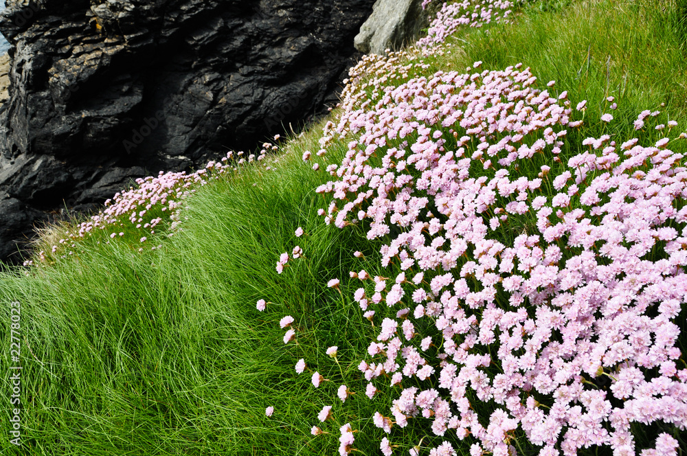 Obraz premium Pink Flowers lead to the Cliff Face