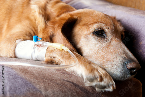 dog lying on bed with cannula in vein taking infusion