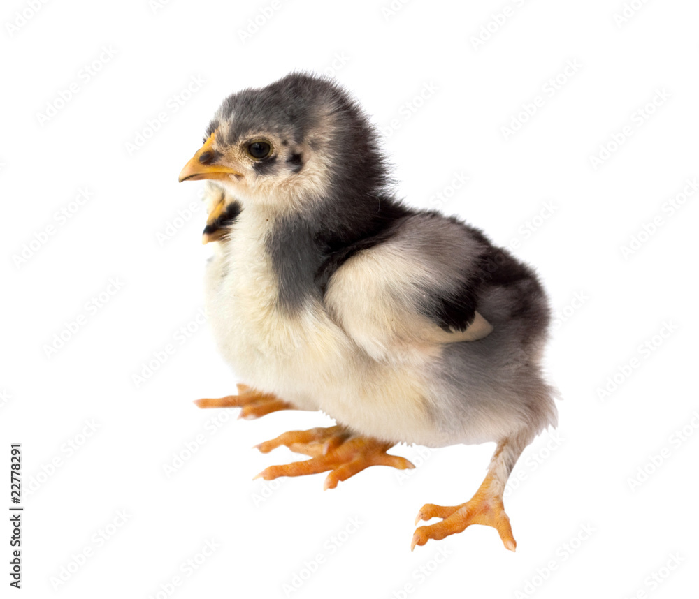 Chickens Chickens
