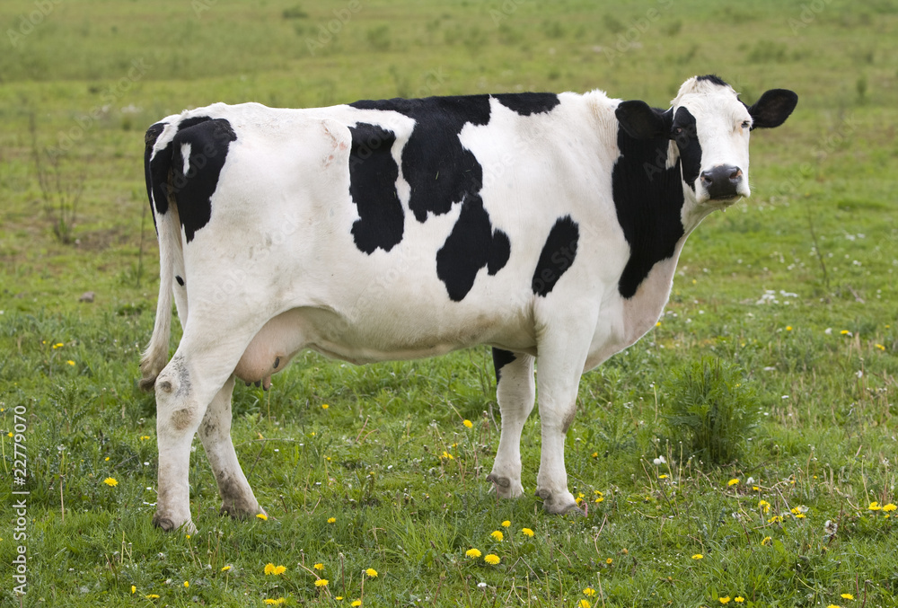 Dutch cow