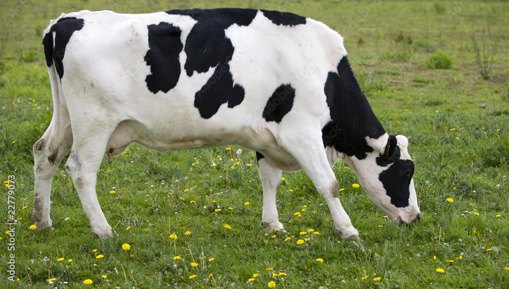 Dutch cow