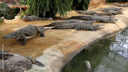 Un crocodile de passage