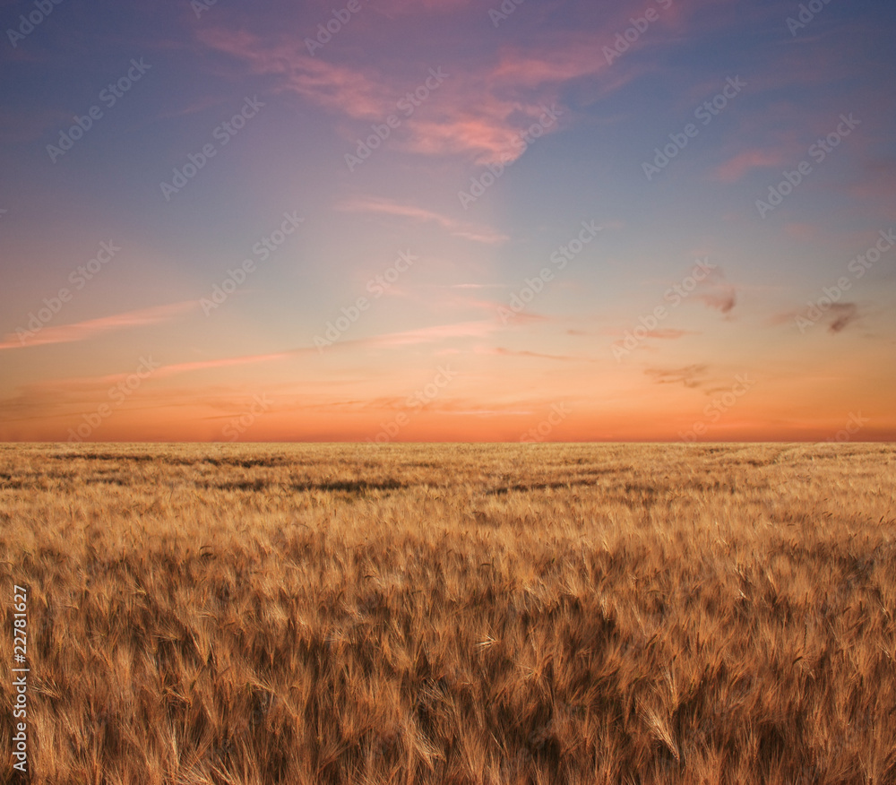 Beautiful sunset over a wheat field in France