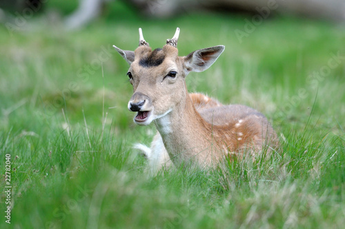 Richmond Fallow Deer-8