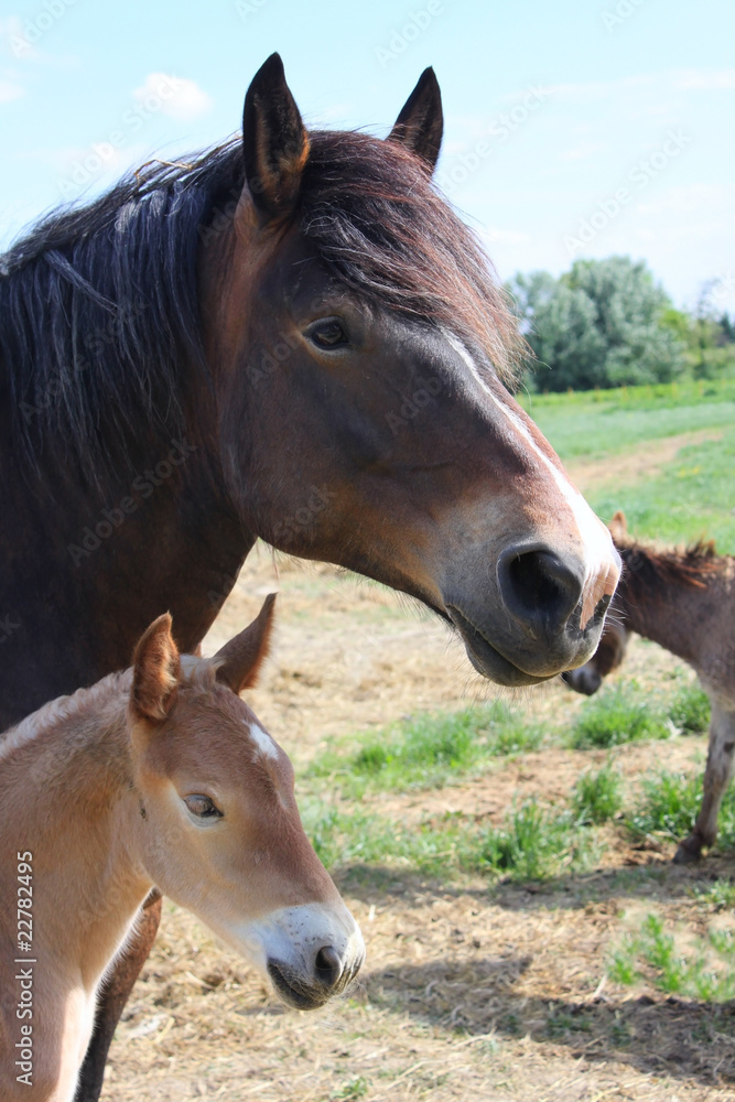 Fototapeta premium Pouliner