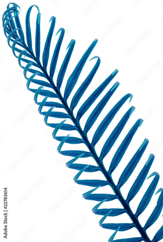 Fototapeta premium palme bleue de sagoutier, fond blanc