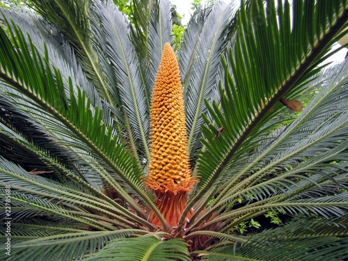 Japanischer Palmfarn (Cycas revoluta) photo