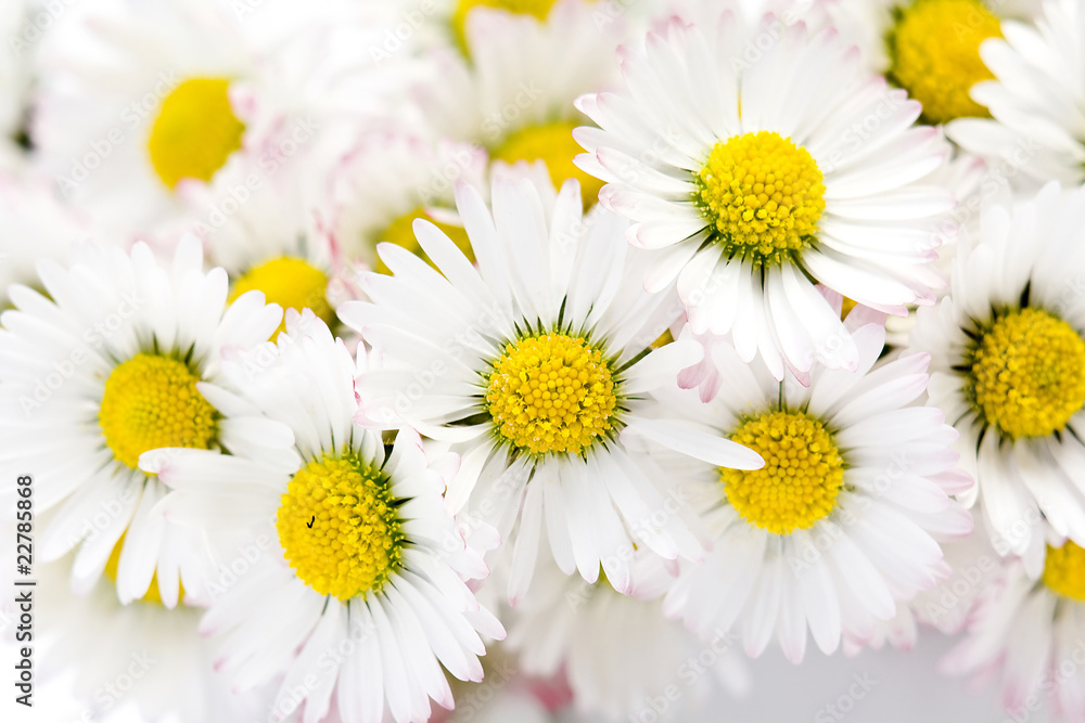 Fototapeta premium background of blooming daisies