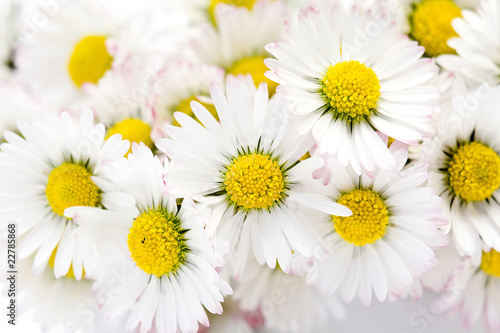 background of blooming daisies