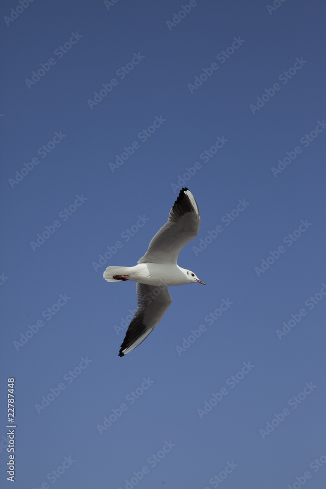 Obraz premium 縦位置でカモメが飛ぶ