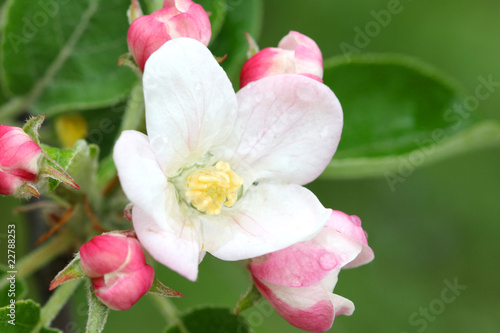 Apple tree blossom