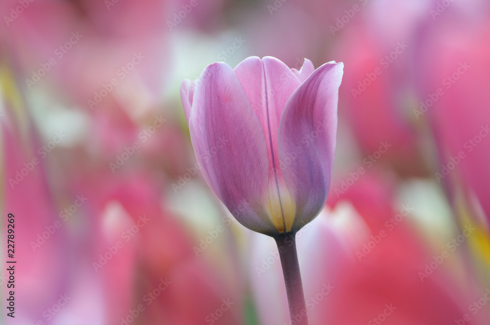 Schöne, einzelne Tulpe vor harmonisch, farbigem Hintergrund Schöne, einzelne Tulpe vor harmonisch, farbigem Hintergrund
