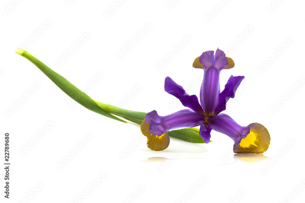 foto-stock-purple-iris-flower-iris-versicolor-adobe-stock