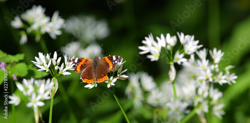 Fényképezés Red admiral butterfly vanessa atalanta in the forest