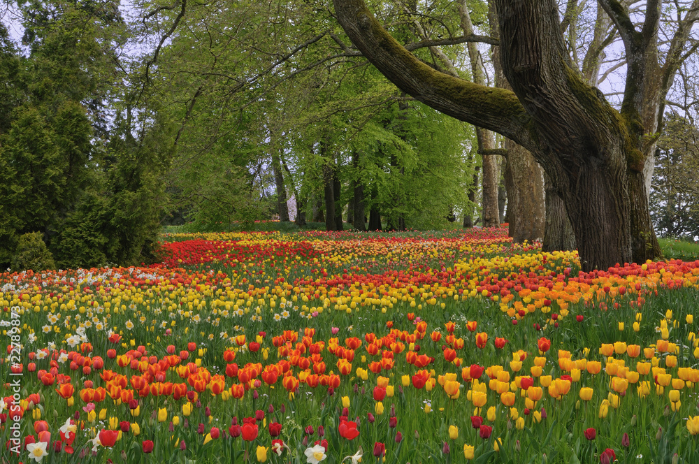 Tulpenwiese im Frühling gesäumt von mächtigen Bäumen Tulpenwiese im Frühling gesäumt von mächtigen Bäumen