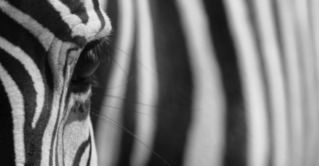 Fototapete Zebra Zebra im natürlichen Lebensraum  © HR