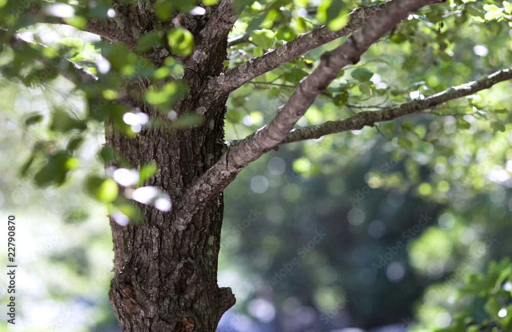 nature woodland background - alder tree on a lovely summer day nature woodland background - alder tree on a lovely summer day