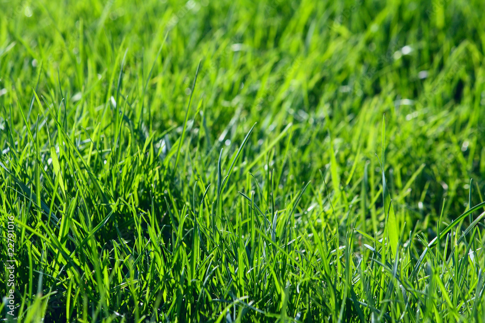 Green grass Green grass