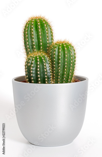 Kaktus im Übertopf - Vorderansicht