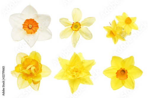 Fototapeta Naklejka Na Ścianę i Meble -  Collection of daffodil flowers