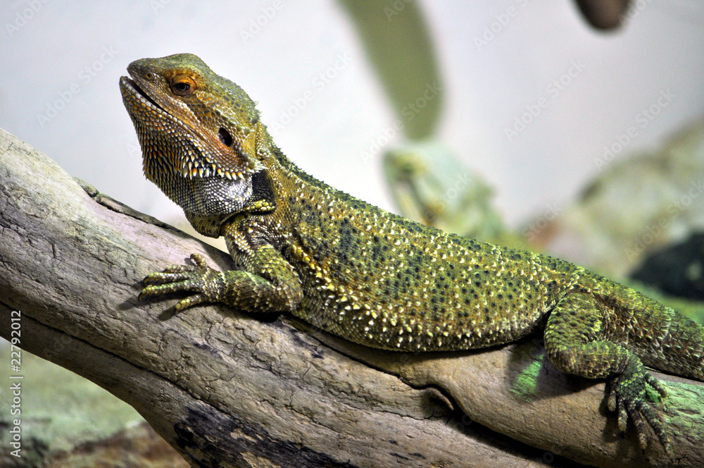 Fototapeta premium Chameleon