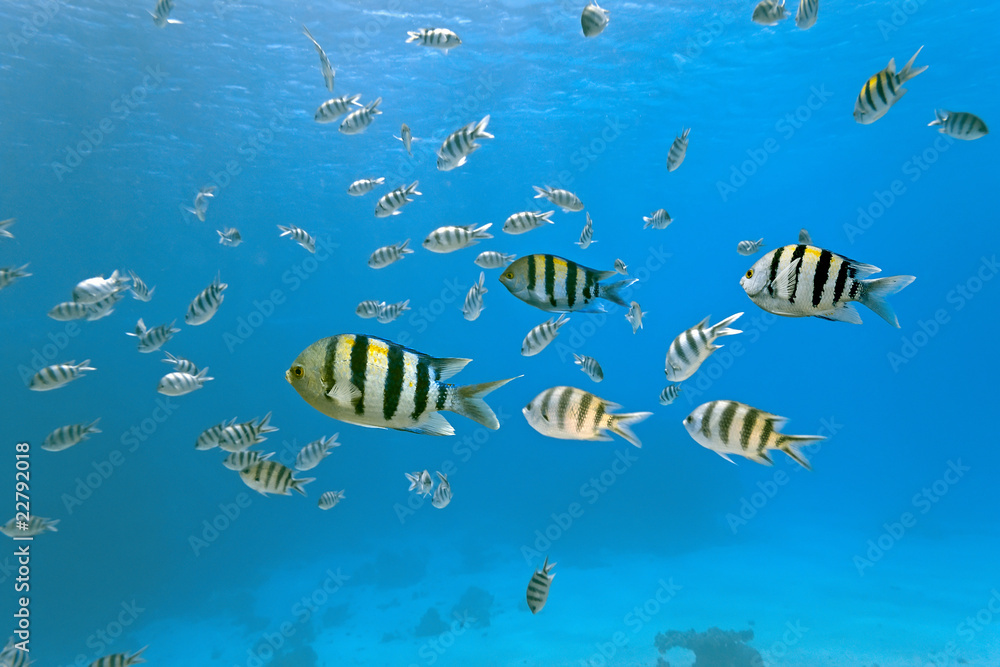 Shoal of sergeant fish
