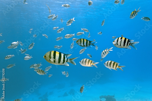Obraz na płótnie Shoal of sergeant fish w salonie