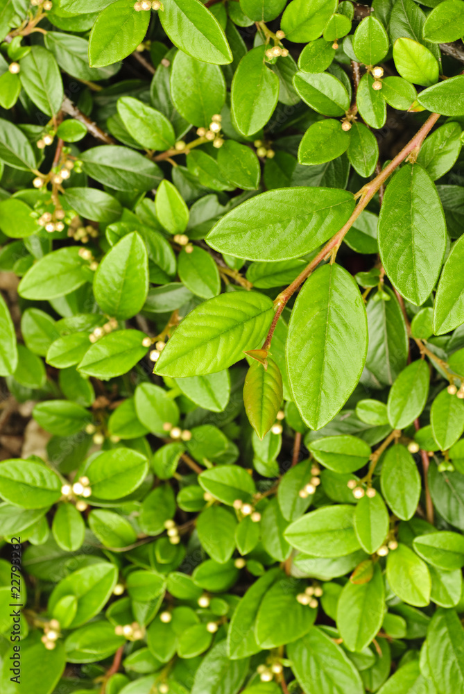 Green leafs background Green leafs background