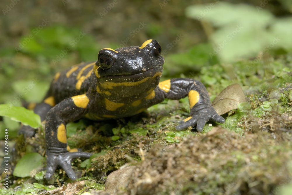 Fire Salamander hiding on ground (Salamandra salamandra) Fire Salamander hiding on ground (Salamandra salamandra)