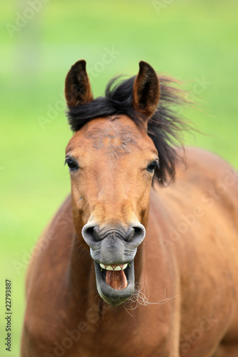 Lachendes Pferd © herculaneum79
