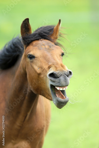Aggressives Pferd © herculaneum79