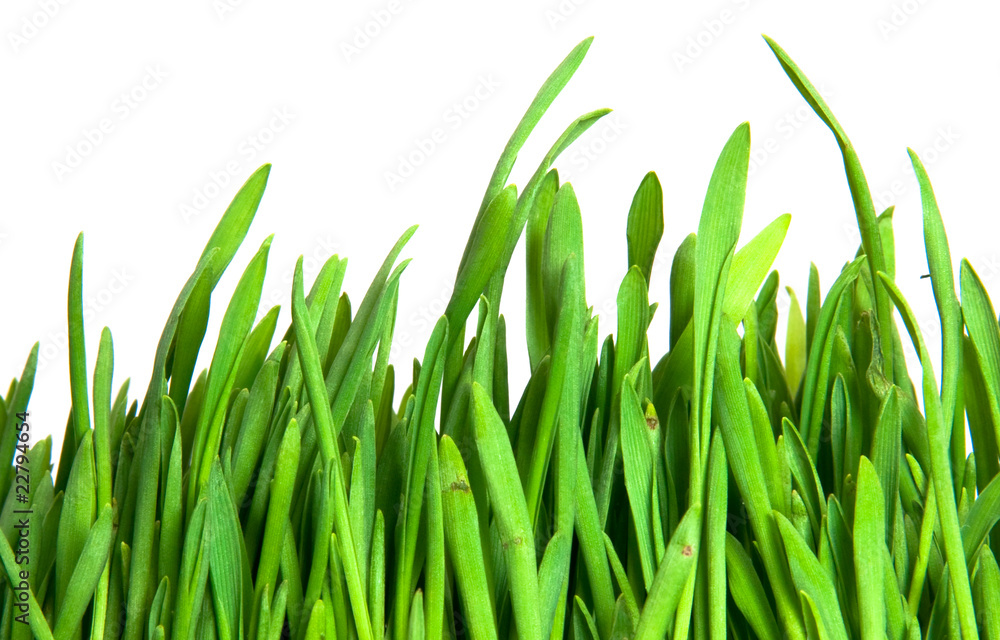 Fototapeta premium green grass