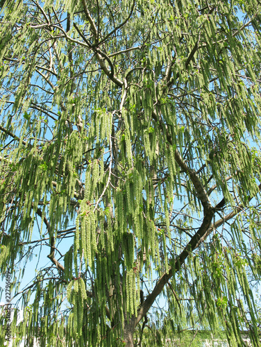 Flowering aspen pine (Populus tremula)