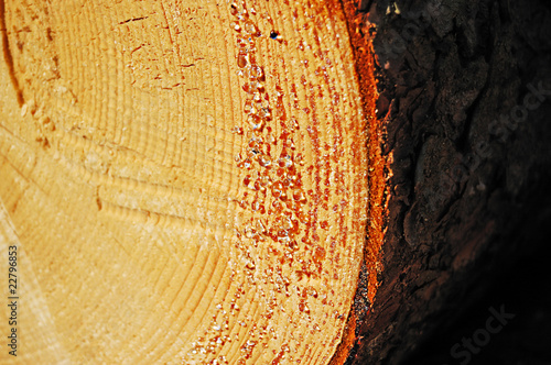 A sawn end of pine log with amber-colored drops of resin