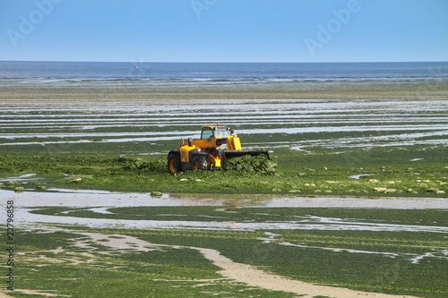 algues vertes sur la plage en bretagne photo