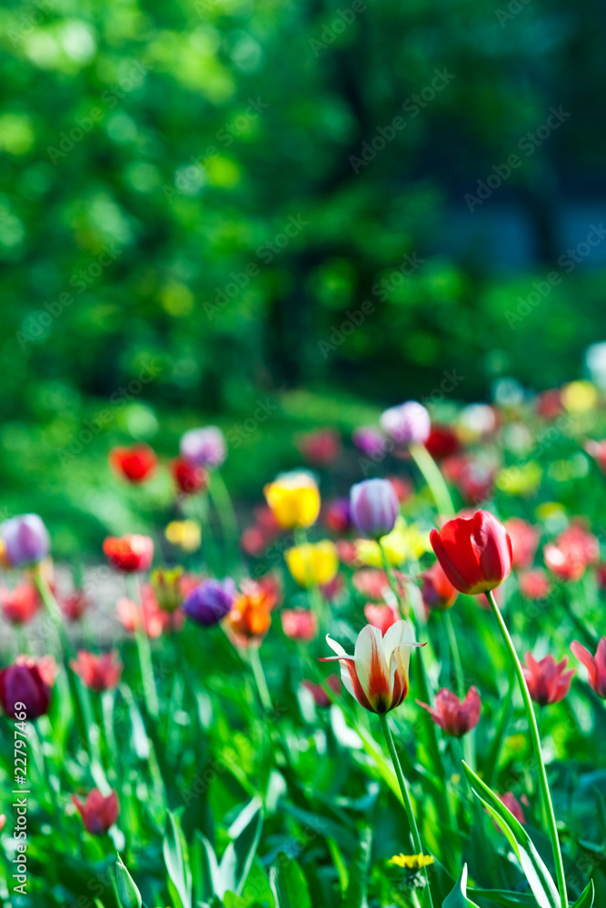 multicolor sunny tulips bed