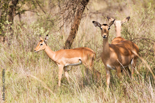 Three young Impalas grazing