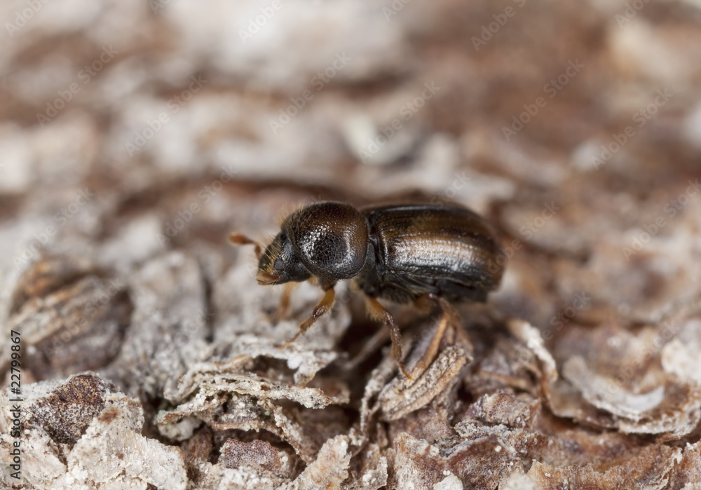 Spruce bark beetle on wood. Spruce bark beetle on wood.