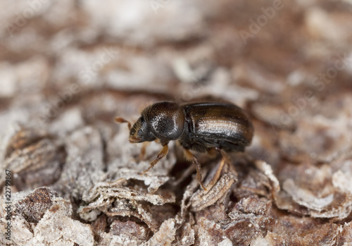 Spruce bark beetle on wood. © Henrik Larsson