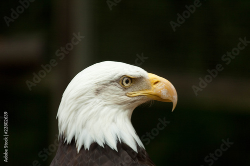 Mature Bald Eagle