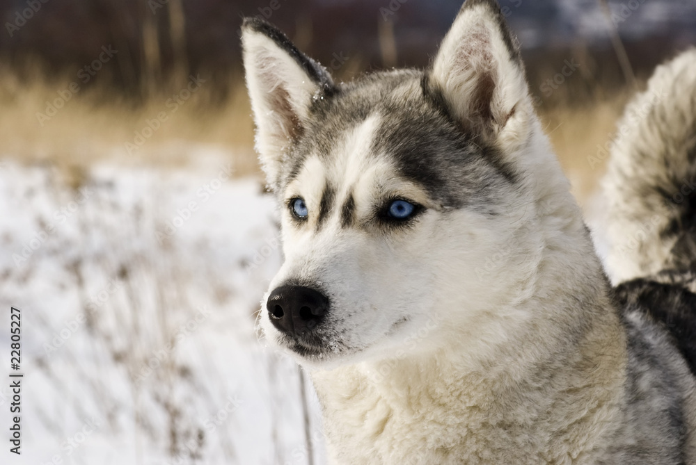 Siberian husky