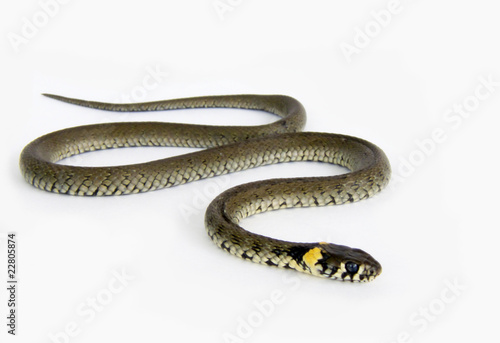 Natrix natrix snake on the white photo