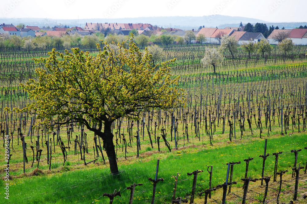 Weingarten am Dorfrand