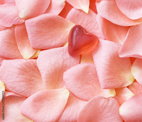 heart on rose's petals © Vesna Cvorovic